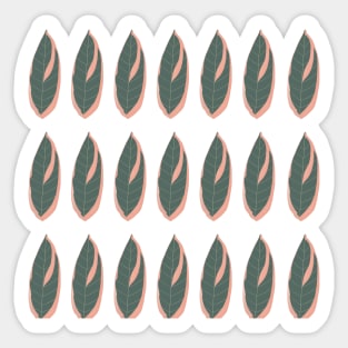 Stromanthe Triostar Leaf Pattern Sticker